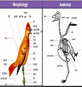 Image result for Difference Between Anatomy and Morphology