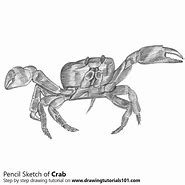 Image result for Sea Life Crab Drawing