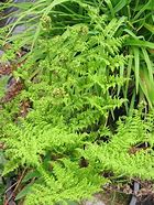 Image result for Dryopteris dilatata Crispa Whiteside