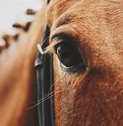 Image result for Aesthetic Horse Riding Outfits