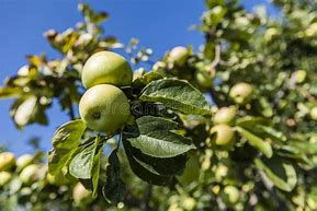 Image result for Two Apples