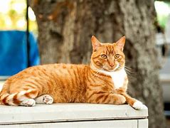 Image result for Orange Tabby Cat Types