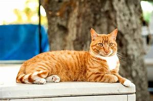 Image result for Yellow and Orange Tabby Cat