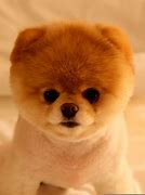 Image result for Who Is the Cutest Dog in the World