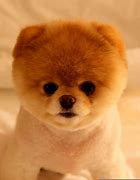 Image result for Cutest Pets On Earth