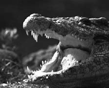 Image result for Do Crocodiles Cry