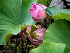 Image result for Lotus Animated