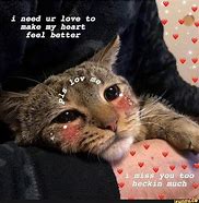 Image result for Love Kitty Cat Meme