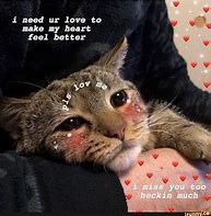 Image result for Kitten Love Meme