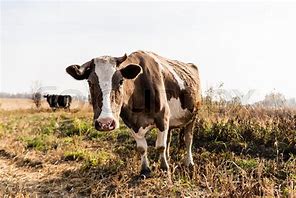 Image result for Cow Looking at You