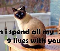 Image result for Cat Pick Up Lines