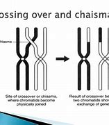 Image result for Single Crossing Over
