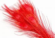 Image result for Peacock Feather Decorations