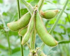 soybean plant photos 的图像结果