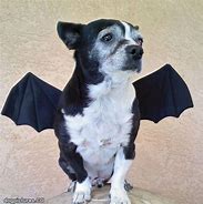 Image result for Bat Dog
