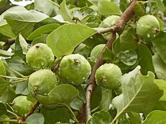 Image result for Small Green Fruit On Tree