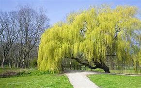 Image result for Curly Weeping Willow Tree