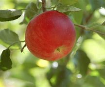 Image result for Gala Apple Tree