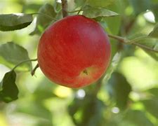 Image result for Gala Apple Grade A