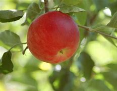 Image result for Small Gala Apple