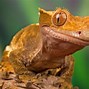 Image result for Largest Gecko