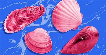 Image result for Oyster Clam