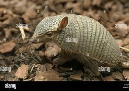 Image result for Armadillo Side View