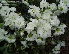 Image result for Dianthus plumarius Mrs Sinkins