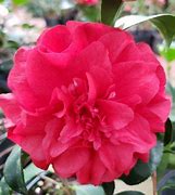 Image result for Camellia japonica Satsuma Kurenai