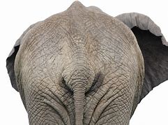 Image result for Elephant Behind