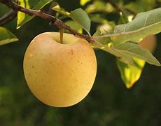 Image result for Golden Delicious