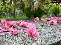 Image result for Mount Pleasant Cemetery Map