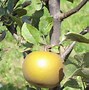 Image result for Apple Tree Care in Autumn