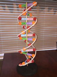 Image result for DNA Double Helix Project