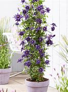 Image result for Clematis in Flower Pots