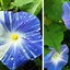Image result for Beautiful Vine Flowers