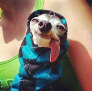 Image result for Sid the Sloth Dog