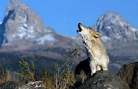 Image result for Howling Wolf Animal