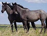 Image result for Wild Horse Species