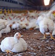 Image result for Poultry Farming