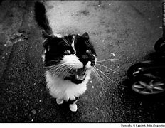 Image result for Hungry Cat with Open Mouth