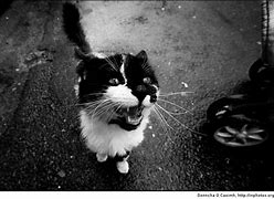Image result for Give Me a Picture of a Hungry Cat