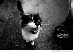 Image result for Hungry Cat Funny Snacks