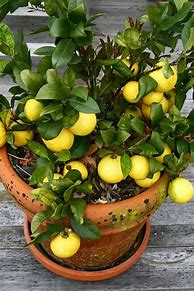 Image result for Growing Lemon Tree Indoors