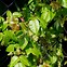 Image result for Eastern Poison Ivy Leaves