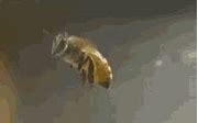 Image result for Giant Bee GIF