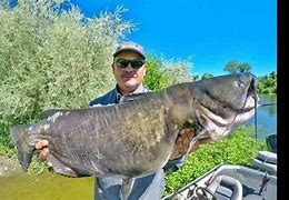 Image result for Biggest Catfish in Van Wert Reservoir