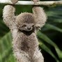 Image result for Buff Sloth