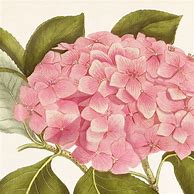 Image result for Antique Hydrangea Botanical Prints