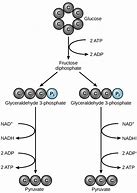 Image result for Cellular Respiration Simplified